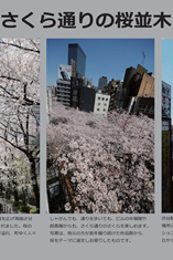 H08 渋谷桜丘さくら祭り ヒカリエ・サテライト H08 渋谷桜丘さくら祭り ヒカリエ・サテライト